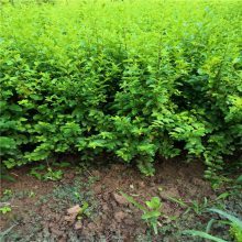 【周至綠化苗木_金葉女貞種植密度_金葉女貞銷售價格圖片】周至綠化苗木_金葉女貞種植密度_金葉女貞銷售價格 - 周至縣綠森園藝苗圃