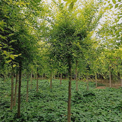 山東苗木種植 金葉榆苗 金葉榆專業(yè)種植銷售