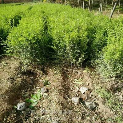 陜西小葉女貞哪有批發(fā)的 綠籬苗 球形苗木 景觀綠化供應商