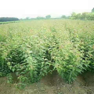 三角楓苗 三角楓小苗 叢生三角楓 遼寧開原三角楓樹苗種植基地