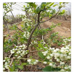 【矮叢藍莓樹苗,直銷美登藍莓苗,藍莓苗價格,送種植技術資料量大優(yōu)惠中】- 