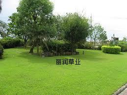 城市綠化,地被草坪,麗潤草業(yè)進口草種 午夜2號草坪