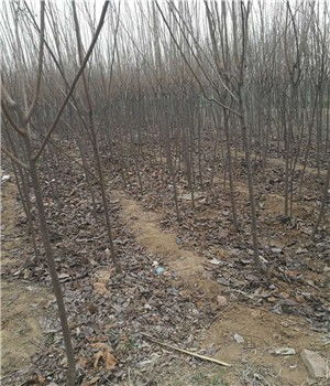 新聞 秦皇島藤八柿子樹苗批發(fā)種植銷售 雨田園藝場