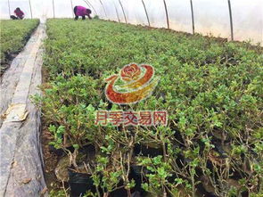 河南汝南 花木銷售搭上 電商快車