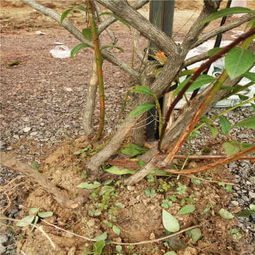 藍莓小苗