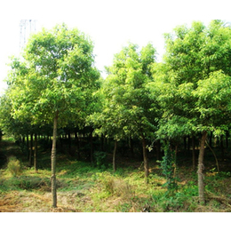 云南苗木公司-欒樹苗木公司-永誠園林(推薦商家)