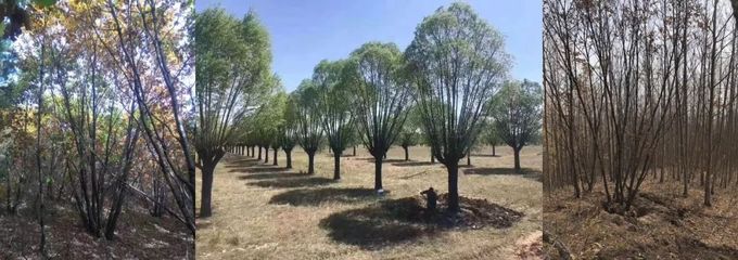 倒計時4天 | 十強花落誰家?揭曉在即!