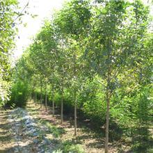常州綠化苗木白蠟廠商