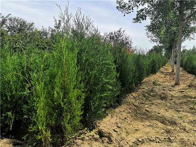側(cè)柏種植前景怎么樣?