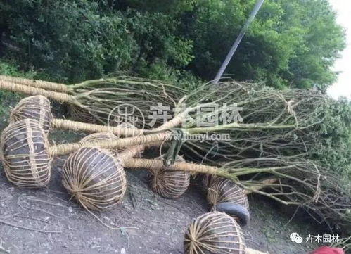 這家供應的叢生紫薇真是又好又便宜