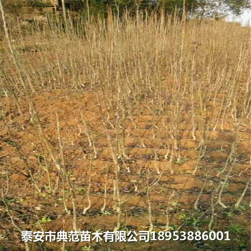 核桃苗銷售 核桃樹苗種植基地