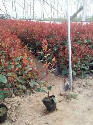 紅葉石楠有哪些特點?