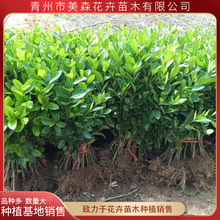 大葉黃楊小苗銷售 規格齊全 工程綠化苗批發 量大從惠