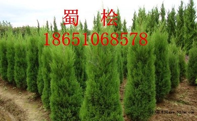 塔柏苗批發價格,塔柏專業種植,塔柏行情,賣塔柏|喬灌木|綠化苗木|供應信息|597苗木網