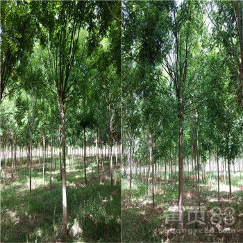 【河南潤軒苗圃種植銷售國槐10公分國槐樹苗3年帽】-