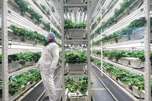 智慧農業 未來 已來 有何堵點 如何解決