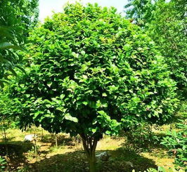 大浪淘沙,苗木行業未來的天下是屬于專業苗圃的