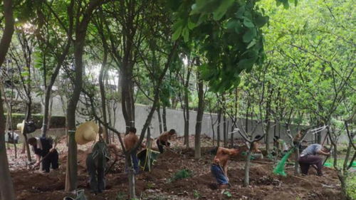 信陽市園林局全力推進(jìn)奧林匹克競技園苗木移植工作 一
