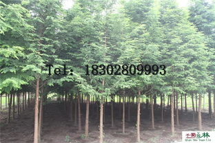供應(yīng)水杉 米徑3 15公分水杉 成都水杉基地