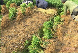 雅安市名山區(qū)惠農(nóng)苗木種植農(nóng)民專業(yè)合作社 熱賣促銷 阿土伯網(wǎng)