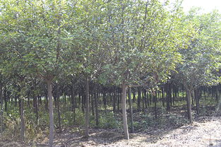 誠益苗木基地供應(yīng)4 8cm紅葉石楠等園林綠化苗木