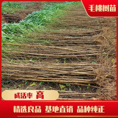 山東毛桃苗-毛桃樹苗價(jià)格-毛桃樹苗-常年種植現(xiàn)貨銷售中-量大從優(yōu)-小張苗木