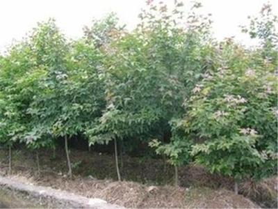 泰安嘉祺苗木種植銷售官方-綠化苗