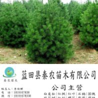 【藍(lán)田縣秦農(nóng)苗木】 主營:白皮松/華山松