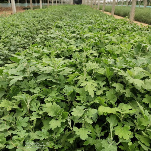 山東地被菊種植基地 為您銷量好的地被菊圖片