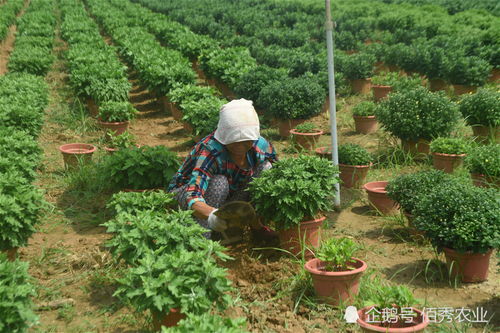 安徽農民種植菊花,按棵銷售不愁賣,畝效益1.5萬元難借鑒