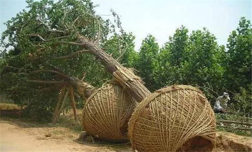 大樹移植方法 大樹移植的技術要點和注意事項