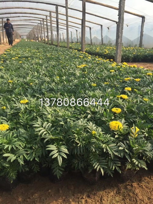 萬壽菊批發基地
