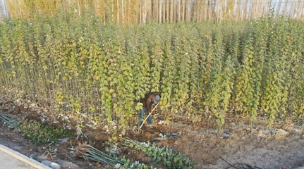【奮力推動和碩高質量發展】和碩:新塔熱鄉發展苗木種植助力農戶增收致富