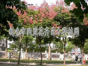 園林綠化工程 河南苗木種植基地 小區綠化