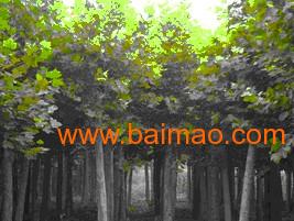山東國槐名勇苗木特供,種植地直銷,山東國槐名勇苗木特供,種植地直銷生產廠家,山東國槐名勇苗木特供,種植地直銷價格