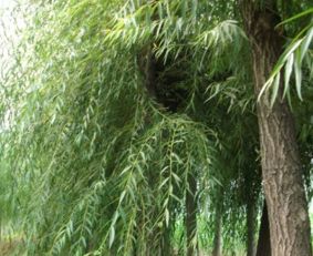 吉林金絲柳苗木廠家基地種植直銷哪家好