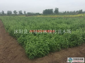 棣棠供應 一家專門做苗木供應的公司沭陽縣萬綠園林綠化苗木場商鋪
