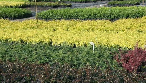 苗木種植者如何提升苗木利潤空間