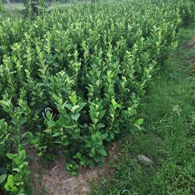 國良農(nóng)業(yè)中藥材苗培育 佛手苗種植 現(xiàn)貨銷售 五指柑苗 果形奇特