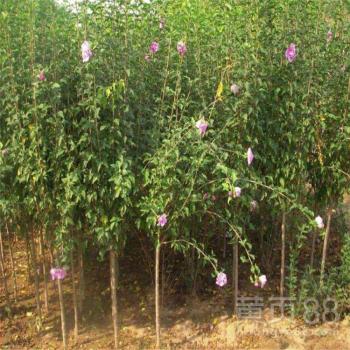石景山工程園林木槿樹苗大量培育賣南北方種植