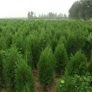 供應側柏_高度180公分_運城種植地_冠幅60公分 | 絳縣晉航苗木種植專業合作社