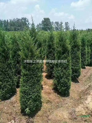 沭陽東之澤苗木種植專業合作社