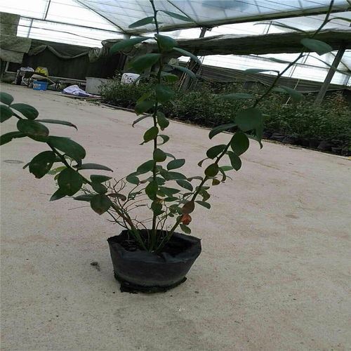 【泰安奧尼爾藍莓苗種植行距、株距苗圃直銷】- 