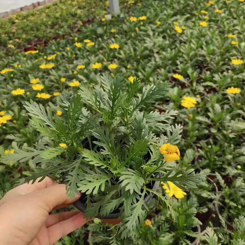 今日信息 云南昆明種植方式