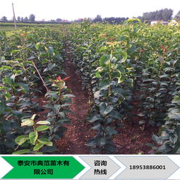 玉露香梨樹苗價格 基地培育優質高產玉露香梨樹苗