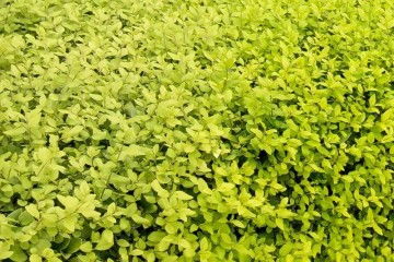 北京綠化樹之喬木種植移栽的五個誤區講解