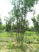 基地植物批發價格 基地植物批發批發 基地植物批發廠家 