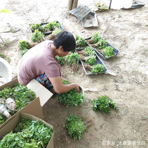 梓樹種植收益萬元 梓樹苗價(jià)格梓樹發(fā)展前進(jìn)分析