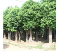綠化苗木種植基地