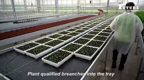 草莓工廠從種植到銷售的全流程